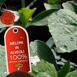 Semina in Alveoli: Meloni