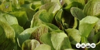 Radicchio | Chicorium Intybus