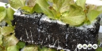 Badavia Rossa | Lactuca Sativa