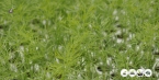 Finocchi | Foeniculum Vulgare