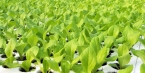 Lattuga Bio
